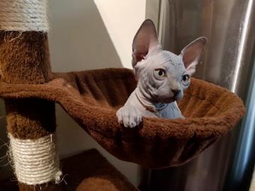 Sch�ne Sphynx K�tzchen