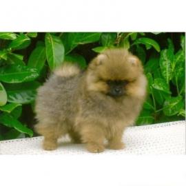 Wundersch�ne kleine Pomeranian Welpen