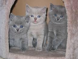 Reinrassige BKH Babies. 