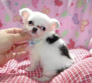 Chihuahua Bube in seltener Farbe abzuge
