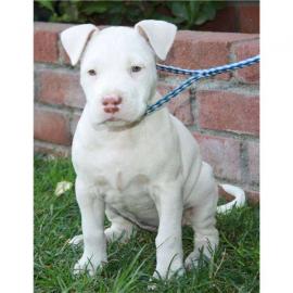Pitbull Welpen zu verkaufen