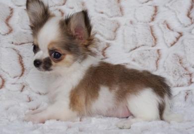 S��e chihuahuaWelpe mit Papieren
