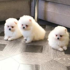 Zwergspitz / Pomeranian Welpen mit VDH/F