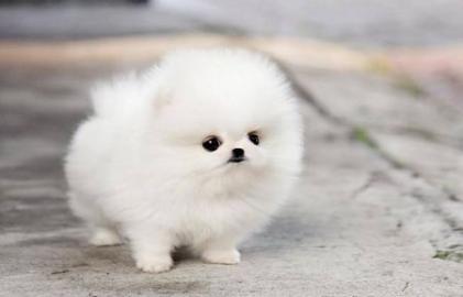 KOSTENLOS Pomeranian Zwergspitz welpen. 