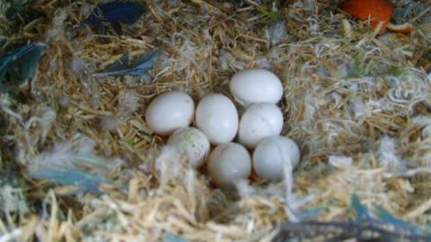 Gelbbrustara Baby superzahm