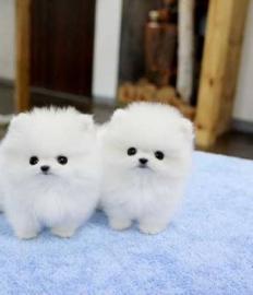 Pomerania zwergspitz welpe