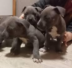 American staffordshire Terrier Blue-Line
