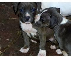 American staffordshire Terrier Blue-Line