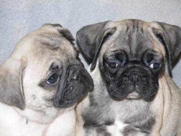 S��e Mops Welpen sind Abgabebereit! ( mi