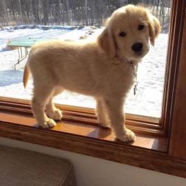 Liebevolle Golden Retriever Welpen f�r R