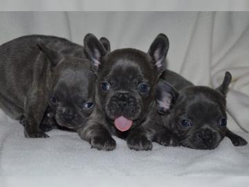 Blaue Franz�sische Bulldogge welpen