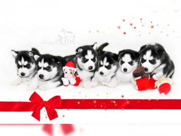 Wundersch�ne Siberian Husky Welpen mit P