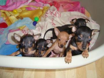 Zwergpinscher-Zwergrehpinscher-Rehpinsch