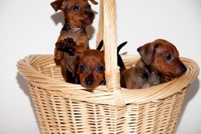 Zwergpinscher-Zwergrehpinscher-Rehpinsch