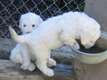 Komondor Welpen
