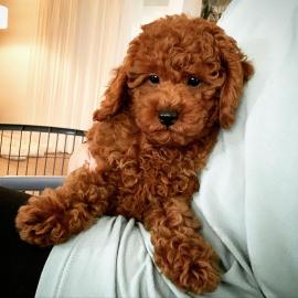 s??e Kuschelpudelwelpen