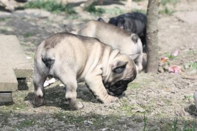 Super Franz�sische Bulldoggen Welpe