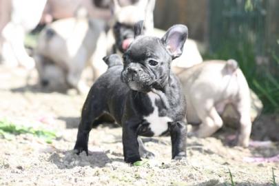 Super Franz�sische Bulldoggen Welpe