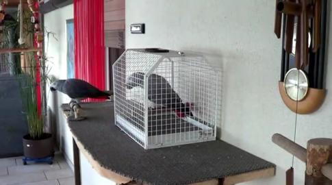 2 Graupapageien Jungtiere in Liebevolle