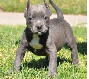 American Staffordshire Pitbull Terrier