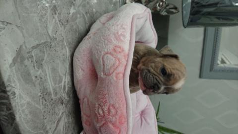 Wundersch?ne englische Bulldogge Welpen