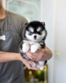 Pomsky-Welpen mit Stammbaum