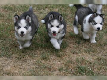 Siberian Husky Welpen zum Verkauf