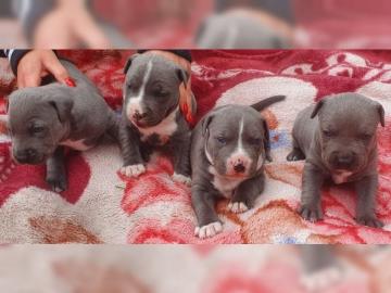 Super s??e American Staffordshire Welpen