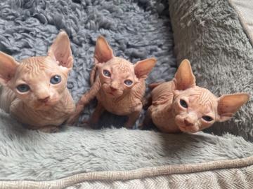 sphynx Kurzhaark?tzchen whatsapp nummer