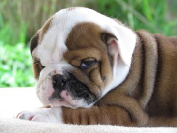 Sehr sch�ne Englische Bulldoggen Welpen