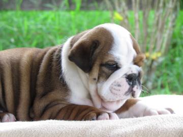 Sehr sch�ne Englische Bulldoggen Welpen