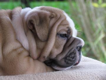 Sehr sch�ne Englische Bulldoggen Welpen