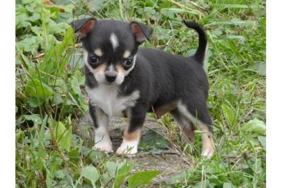 Typvolle Chihuahuawelpen suchen noch ein