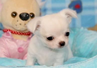 CHIHUAHUA Welpen