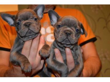 Reinrassige Franz?sische Bulldogge welpe