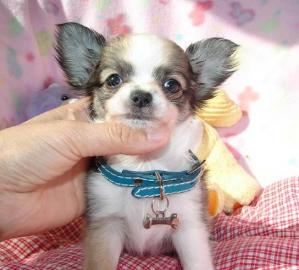Reinrassige chihuahua Welpen mit papiere