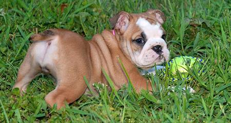 Registrierte 11 Wochen weibliche Bulldog