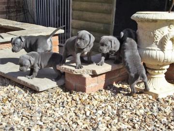 Wundersch�ne American Bully XL Welpen