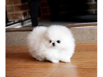 Typische Zwergspitzwelpen / Pomeranian