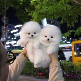 M?nnliche und weibliche Shih Tzu Welpen