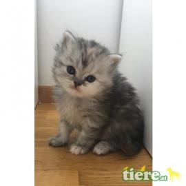 Perser Kitten mit Nase!