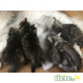 Perser Kitten mit Nase!