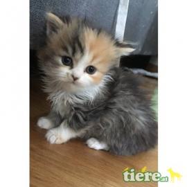 Perser Kitten mit Nase!