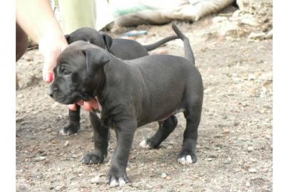 American Pit Bull Terrier Welpen
