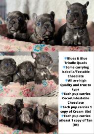 8 Frenchies verf?gbar