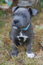 11 Wochen alte registrierte Amstaff-Welp