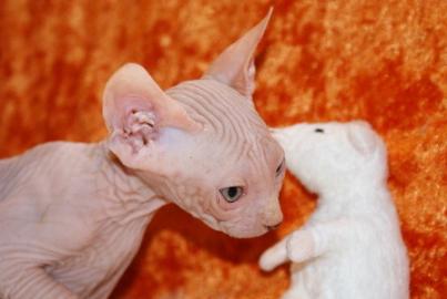 sch�ner Blauer sphynx-kater zu verkaufen