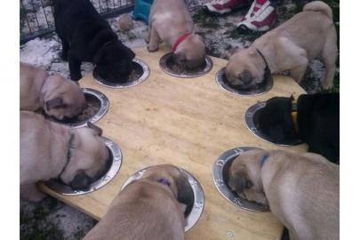 Wundersch�ne Mini Mops Welpen Schwarz Un