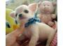 Sch?ne Chihuahua Welpen