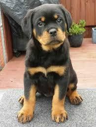 Zuckers??en Rottweiler Welpen abzugeben